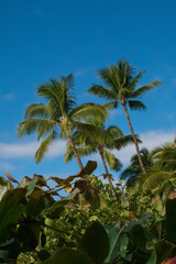 Maui Trip. Ocean shots