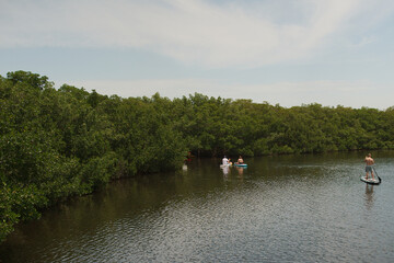 Multiple Paddle Boards and Kayak riders in a mangrove bay in Florida. On a sunny day and calm...