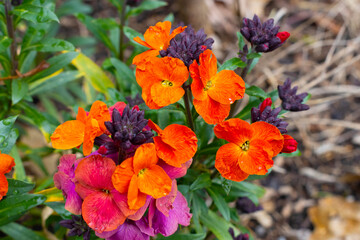 Colorful Flowers in the Garden