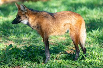 Guará wolf (Chrysocyon brachyurus) one of the rarest wolves in the world lives in the Brazilian cerrado biome 