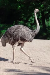 Wandcirkels aluminium One ostrich bird . Large flightless bird © russieseo