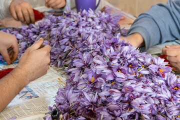 Manual work to obtain saffron threads