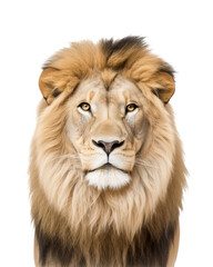 portrait / face of a majestic male lion looking straight into the camera, isolated over a transparent background, Africa safari, zoo, wildlife, or circus design element, generative AI - 599995394