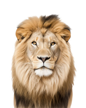portrait / face of a majestic male lion looking straight into the camera, isolated over a transparent background, Africa safari, zoo, wildlife, or circus design element, generative AI
