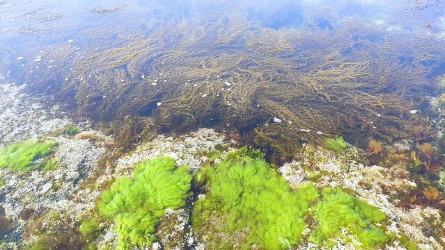日本海庄内海岸　岩場の海藻