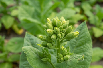 Fototapeta na wymiar Green tobacco flower bud when spring season on garden field. The photo is suitable to use for garden field content media, nature poster and farm background.