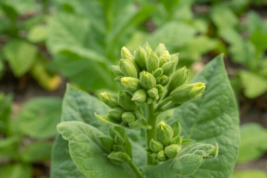 Green tobacco flower bud when spring season on garden field. The photo is suitable to use for garden field content media, nature poster and farm background.