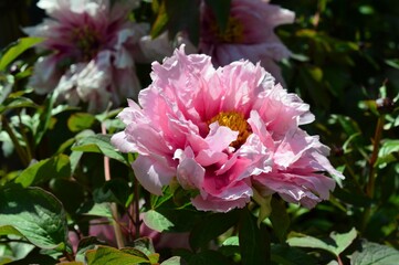 牡丹（ボタン）赤色　peony