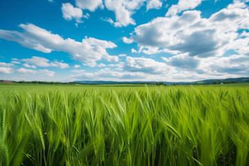 Fototapeta na wymiar Bright green fields of wheat blowing in the wind. Blue s 