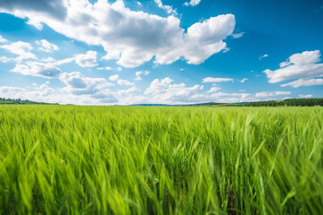 Obraz premium Bright green fields of wheat blowing in the wind. Blue s 