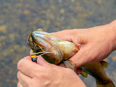 man holding and unhooking a fish. photography.