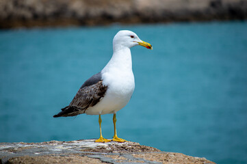 Seagull on the ocean background