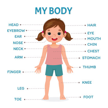 Cute little girl illustration poster of human body parts with diagram text label chart for kids learning educational 