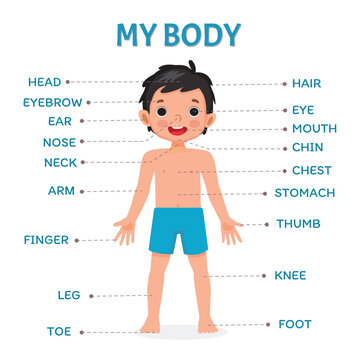 Cute little boy illustration poster of human body parts with diagram text label chart for kids learning educational purpose