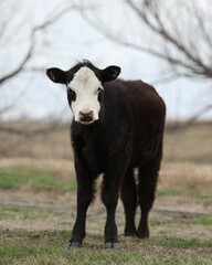 A Black Baldy Calf in a Pasture in South Central Oklahoma