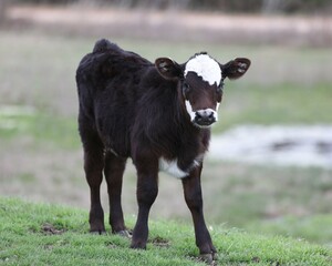 A Black Baldy Calf in a Pasture in South Central Oklahoma