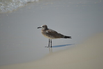seagull on the beach