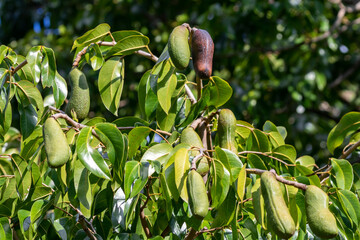 Jatobá fruits (Hymenaea courbaril), in selective focus. typical brazilian fruits