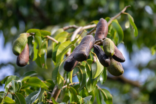 Jatob&aacute; fruits (Hymenaea courbaril), in selective focus. typical brazilian fruits