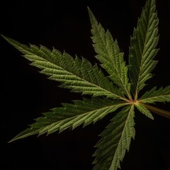 Naklejka na ściany i meble A close up of a marijuana leaf on a dark background. Generative AI. 