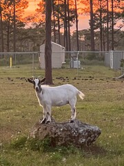 goat in the meadow