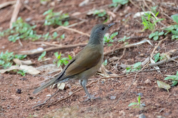 The barranco thrush is the most common thrush in the Brazilian cerrado. Known as barranqueira , capoeirão, gray-headed , rocket , white thrush, and brown thrush (Turdus leucomelas)