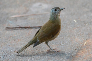 The barranco thrush is the most common thrush in the Brazilian cerrado. Known as barranqueira , capoeirão, gray-headed , rocket , white thrush, and brown thrush (Turdus leucomelas)