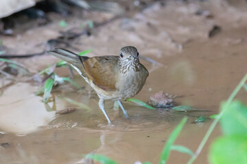 The barranco thrush is the most common thrush in the Brazilian cerrado. Known as barranqueira , capoeirão, gray-headed , rocket , white thrush, and brown thrush (Turdus leucomelas)