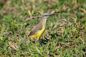 A Siriri or Suiriri bird (Tyrannus melancholicus) in selective focus