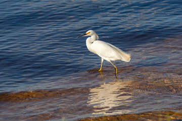 Great white egret (Ardea alba) isolated in selective focus
