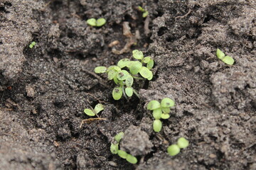 growing seedlings of microgreens, vegetables. Germination from the soil of the earth. A new life