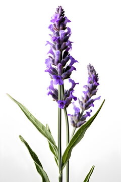 Lavenders blooming on white background, generative ai.