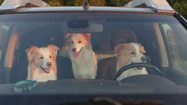 dogs sitting in the car, border collie, funny video