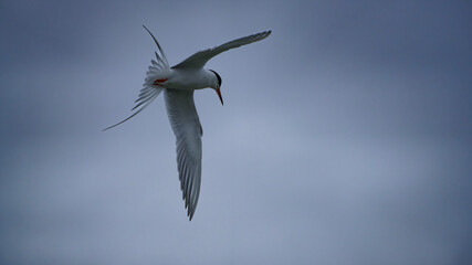 Forster's Tern