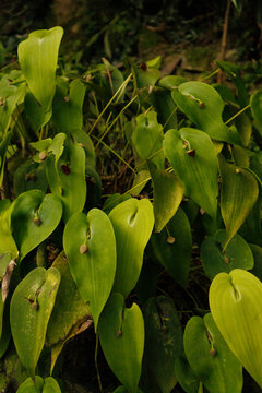 muchas orqu&iacute;deas Pleurothallis en un jard&iacute;n bot&aacute;nico