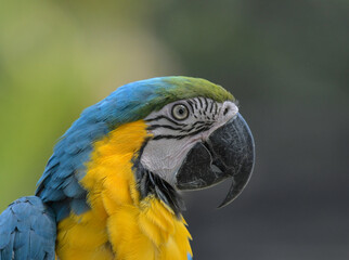 Fototapeta premium Blue and yellow macaw (Ara ararauna) an exotic bird