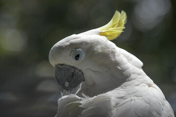 Isolated white cockatoo portrait taken in bird garden fourways
