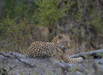Naklejka na ściany i meble Leopard a big five during safari in Kruger national park