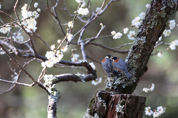lovely Varied Tits in the forest, courtship behavior
