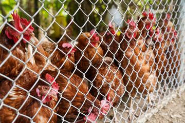 chicken laying eggs in the coop naturally raised chicken Laying hens in the house.