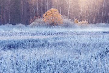 Fog above the meadow at cold autumn.