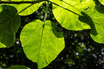 Leaves of an Australian Stinging Tree