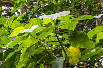 Leaves of an Australian Stinging Tree