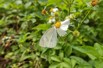 モンシロチョウの休憩
