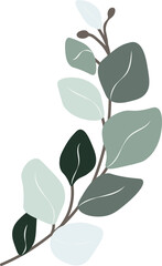 Eucalyptus leaf hand drawn vector