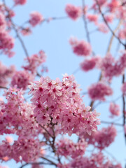 Sakura cherry blossom full bloom in spring with pink petals and blue sky