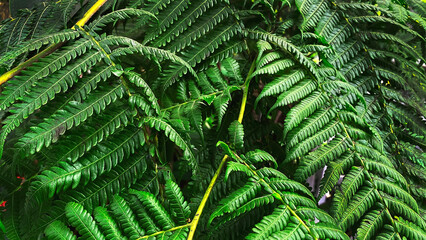 green close up leaf texture and background. green fern plant leaves