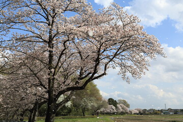 桜吹雪