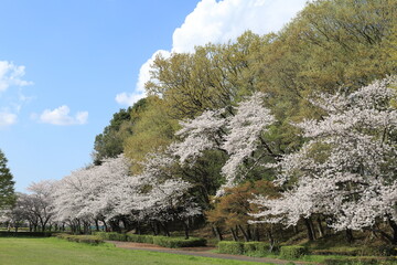 桜咲く