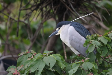Black-crowned night heron (Nycticorax nycticorax) in Japan